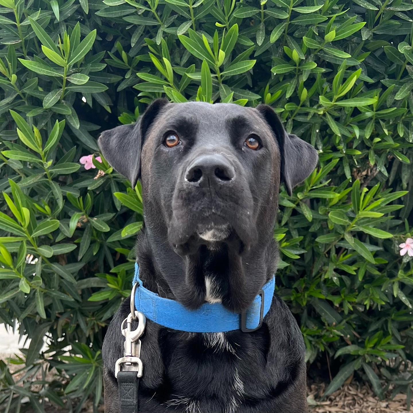 Black Labdrador Dog