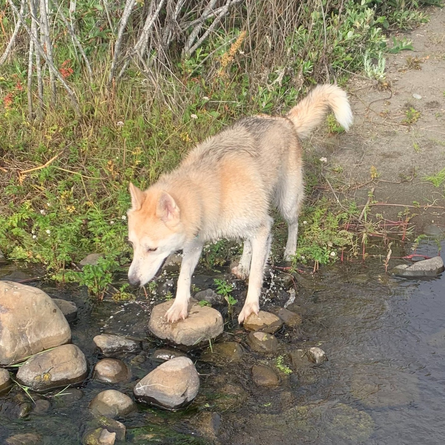 Husky Dog